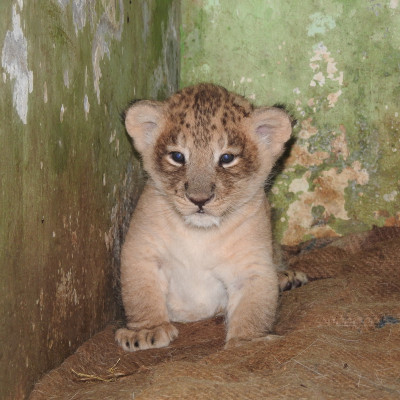 Dheera the Lion cub